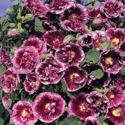 Hollyhock Crème de Cassis Bicolor Purple White Bloom Seeds