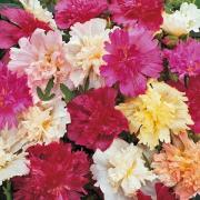 Hollyhock Queeny Mix Seeds - Compact Double Bloom Flower Seeds