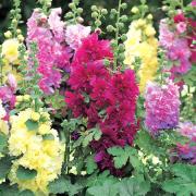 Hollyhock Spring Celebrities Mix Seeds - Dwarf Perennial Bloom Seeds