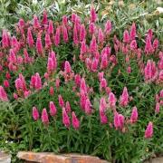 Veronica Pink Goblin Soft Pink Bloom Seeds