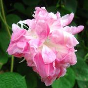 Morning Glory Split Second Frilly Double Petal Bloom Seeds