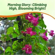 Morning Glory Sunrise Serenade Stunning Scarlet Red Bloom Seeds