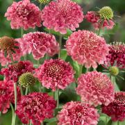 Scabiosa Salmon Queen Elegant Peachy Bloom Seeds