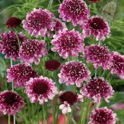 Scabiosa Beaujolais Bonnets Deep Burgundy Bloom Seeds