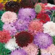 Scabiosa Double Mix Colorful Ruffled Petal Bloom Seeds