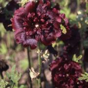 Hollyhock Double Maroon Deep Red Double Bloom Flower Seeds