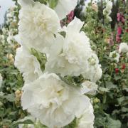 Hollyhock Double White Pure Snowy Double Bloom Seeds