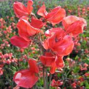 Sweet Peas Henry Eckford Classic Orange Bloom Seeds