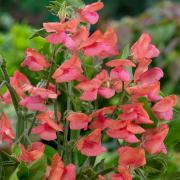 Sweet Peas Miss Wilmott Soft Pink Bloom Seeds