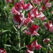 Sweet Peas America Striped Red and White Bloom Seeds