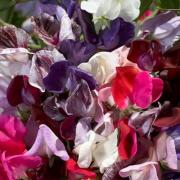 Sweet Peas Old Spice Mix Heirloom Fragrant Bloom Seeds