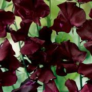 Sweet Peas Beaujolais Deep Wine-Colored Bloom Seeds