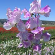 Sweet Peas Bicolor Lilac Ripple Soft Purple Bicolor Bloom Seeds