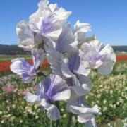 Sweet Peas Bicolor Blue Ripple White and Blue Bloom Seeds