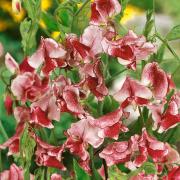 Sweet Peas Bicolor Wiltshire Ripple Unique Striped Bloom Seeds