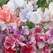 Sweet Peas Ripple Mix Unique Striped Bloom Seeds