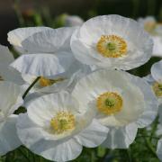 Poppy Bridal Silk Elegant White Delicate Bloom Seeds