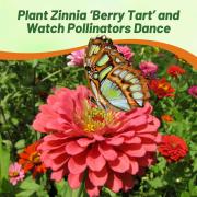 Zinnia Seeds Berry Tart Rich Berry Tones Bloom Seeds