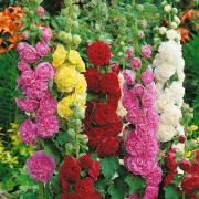 Hollyhock Double Mix Assorted Cottage Garden Bloom Seeds