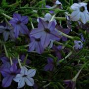 Nicotiana Blue Uncommon Blue Fragrant Tobacco Bloom Seeds