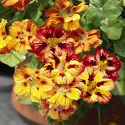 Nasturtium Orchid Flame Fiery Red and Yellow Bloom Seeds