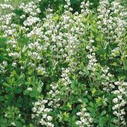 White Wild Indigo Tall White Wildflower Seeds