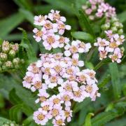 Yarrow Seeds Love Parade Soft Pink Bloom Seeds