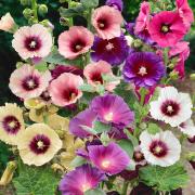 Hollyhock Halo Mix Multi-Colored Ringed Bloom Seeds