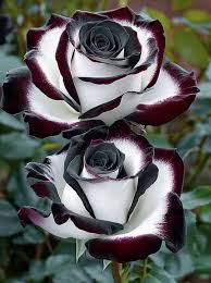 Rosa Seeds White Black Edge Rose Flower Seeds for Planting in Garden and Landscapes
