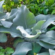 Verbascum Arctic Summer Pale Yellow Bloom Seeds