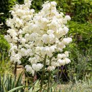 Yucca Filamentosa Adam’s Needle Evergreen Yucca Seeds