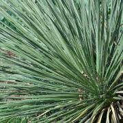 Yucca Glauca Great Plains Yucca Seeds