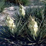 Yucca Baccata Hardy Desert Yucca Seeds