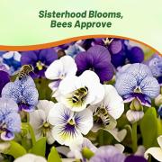 Viola Sorority Sisters Mixed Colorful Bloom Seeds