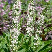 Verbascum Wedding Candles Tall White Bloom Seeds