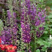 Verbascum Violetta Deep Purple Bloom Seeds