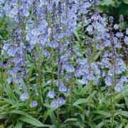 Veronica Blue Streak Vibrant Blue Bloom Seeds