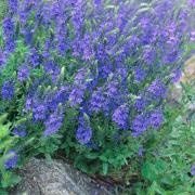 Veronica Royal Blue Deep Blue Bloom Seeds