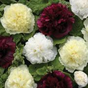 Hollyhock Berry Cheesecake Tall Double Bloom Flower Seeds