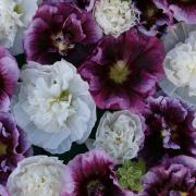 Hollyhock Blackberry Ripple Unique Striped Bloom Flower Seeds