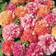 Hollyhock Fruity Mix Colorful Perennial Bloom Flower Seeds