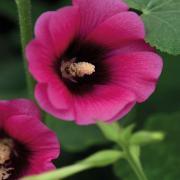 Hollyhock Halo Cerise Vibrant Pink Ringed Bloom Seeds