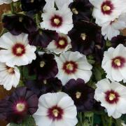 Hollyhock Night and Day Seeds - Bicolor Bloom Tall Flower Seeds