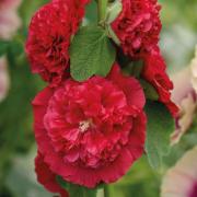 Hollyhock O'Hara Seeds - Deep Pink Bloom Tall Flower Seeds