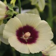 Hollyhock Halo Cream Soft Yellow Ringed Bloom Seeds