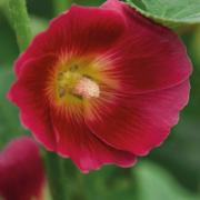 Hollyhock Halo Red Deep Scarlet Ringed Bloom Seeds