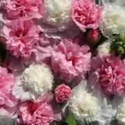 Hollyhock The Bridesmaid Seeds - Soft Pink Double Bloom Flower Seeds