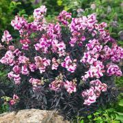 Snapdragon Bronze Dragon Striking Bronze-Toned Bloom Seeds