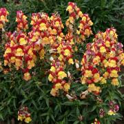 Snapdragon Oriental Lanterns Elegant Colorful Bloom Seeds