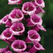 Foxglove Candy Mountain Unique Shade Flower Seeds